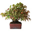 Acer palmatum, 20 cm, ± 20 jaar oud, in een handgemaakte Japanse pot, gefotografeerd in herfstkleuren (15 oktober)