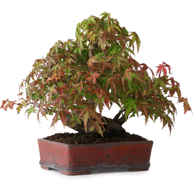 Acer palmatum, 20 cm, ± 20 jaar oud, in een handgemaakte Japanse pot, gefotografeerd in herfstkleuren (15 oktober)