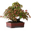 Acer palmatum, 20 cm, ± 20 jaar oud, in een handgemaakte Japanse pot, gefotografeerd in herfstkleuren (15 oktober)