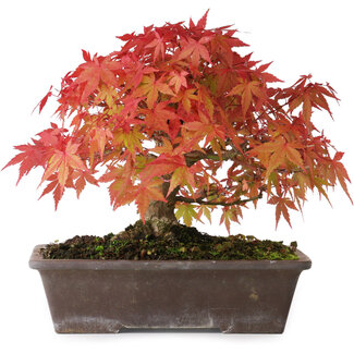 Acer palmatum, 19 cm, ± 25 Jahre alt