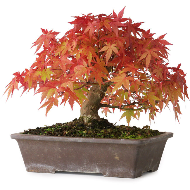 Acer palmatum, 19 cm, ± 25 years old, with a nebari of 8 cm, photographed in autumn colours (October 15)