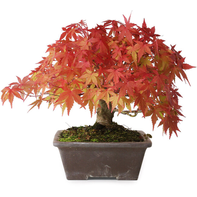 Acer palmatum, 19 cm, ± 25 jaar oud, met een nebari van 8 cm, gefotografeerd in herfstkleuren (15 oktober)