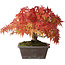 Acer palmatum, 19 cm, ± 25 anni, con un nebari di 8 cm, fotografato nei colori autunnali (15 ottobre)