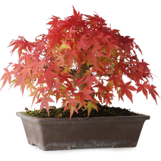 Acer palmatum, 19 cm, ± 25 ans, avec un nebari de 8 cm, photographié aux couleurs d'automne (15 octobre)
