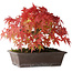 Acer palmatum, 19 cm, ± 25 jaar oud, met een nebari van 8 cm, gefotografeerd in herfstkleuren (15 oktober)