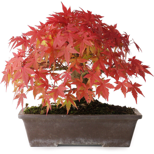Acer palmatum, 19 cm, ± 25 años de edad, con un nebari de 8 cm, fotografiado con colores otoñales (15 de octubre).