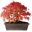 Acer palmatum, 19 cm, ± 25 jaar oud, met een nebari van 8 cm, gefotografeerd in herfstkleuren (15 oktober)