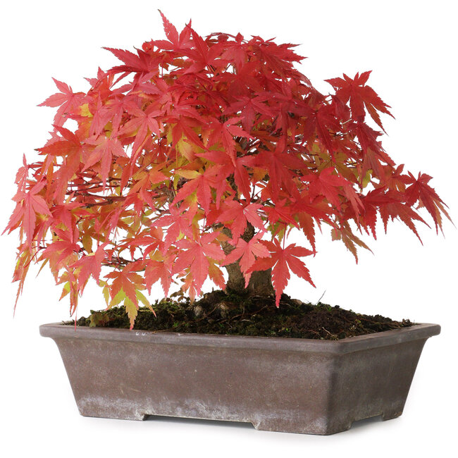 Acer palmatum, 19 cm, ± 25 anni, con un nebari di 8 cm, fotografato nei colori autunnali (15 ottobre)