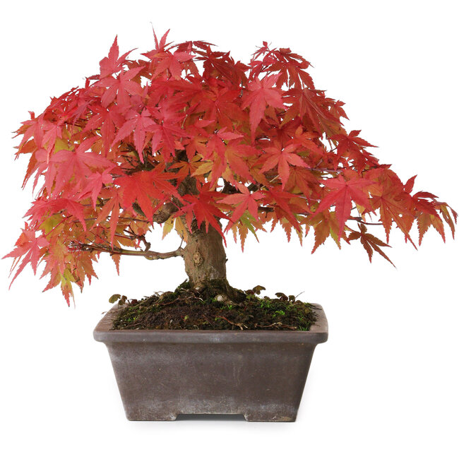 Acer palmatum, 19 cm, ± 25 years old, with a nebari of 8 cm, photographed in autumn colours (October 15)