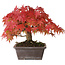 Acer palmatum, 19 cm, ± 25 ans, avec un nebari de 8 cm, photographié aux couleurs d'automne (15 octobre)