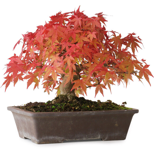 Acer palmatum, 19 cm, ± 25 years old, with a nebari of 8 cm, photographed in autumn colours (October 15)