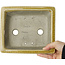 Maceta rectangular para bonsái craquelé amarilla de Mazan - 203 x 173 x 70 mm