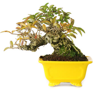 Ligustrum, 12,5 cm, ± 25 anni