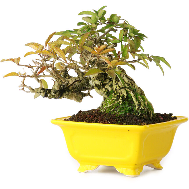 Ligustrum, 12,5 cm, ± 25 jaar oud, gefotografeerd in herfstkleuren (15 oktober)