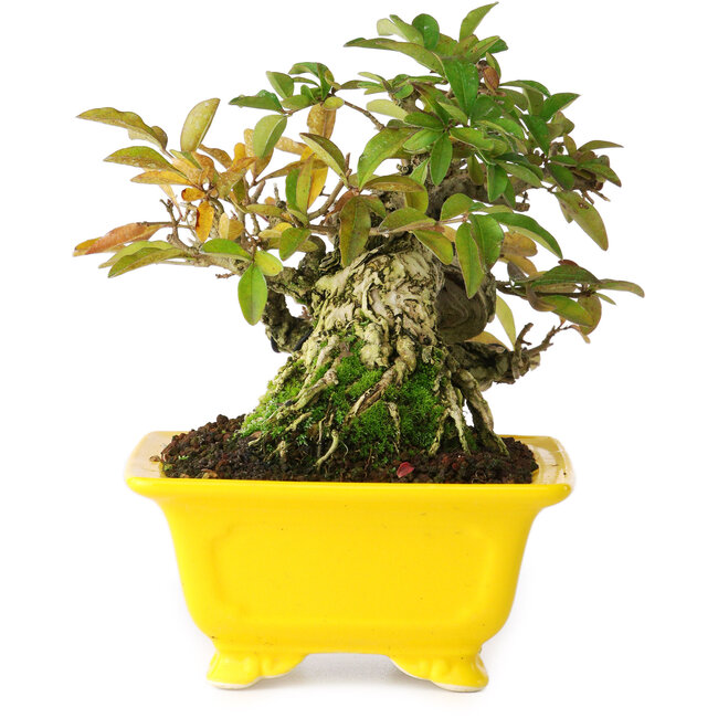 Ligustrum, 12,5 cm, ± 25 jaar oud, gefotografeerd in herfstkleuren (15 oktober)