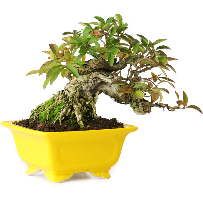 Ligustrum, 12,5 cm, ± 25 anni, fotografato nei colori autunnali (15 ottobre)