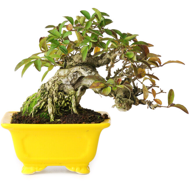 Ligustrum, 12,5 cm, ± 25 jaar oud, gefotografeerd in herfstkleuren (15 oktober)