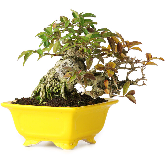 Ligustrum, 12,5 cm, ± 25 jaar oud, gefotografeerd in herfstkleuren (15 oktober)