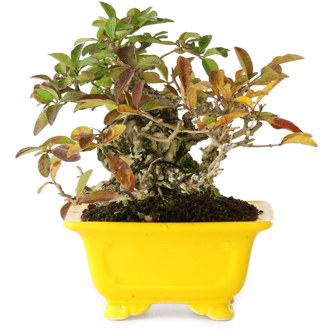 Ligustrum, 12,5 cm, ± 25 jaar oud, gefotografeerd in herfstkleuren (15 oktober)