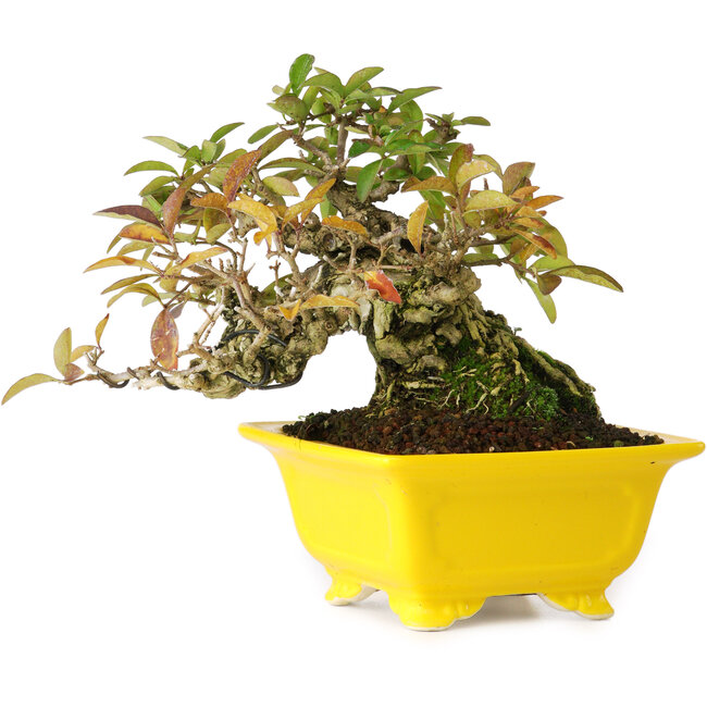 Ligustrum, 12,5 cm, ± 25 jaar oud, gefotografeerd in herfstkleuren (15 oktober)