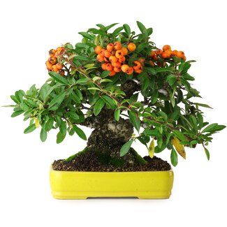 Pyracantha, 21 cm, ± 20 jaar oud