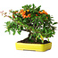 Pyracantha, 21 cm, ± 20 jaar oud, gefotografeerd in herfstkleuren (15 oktober)