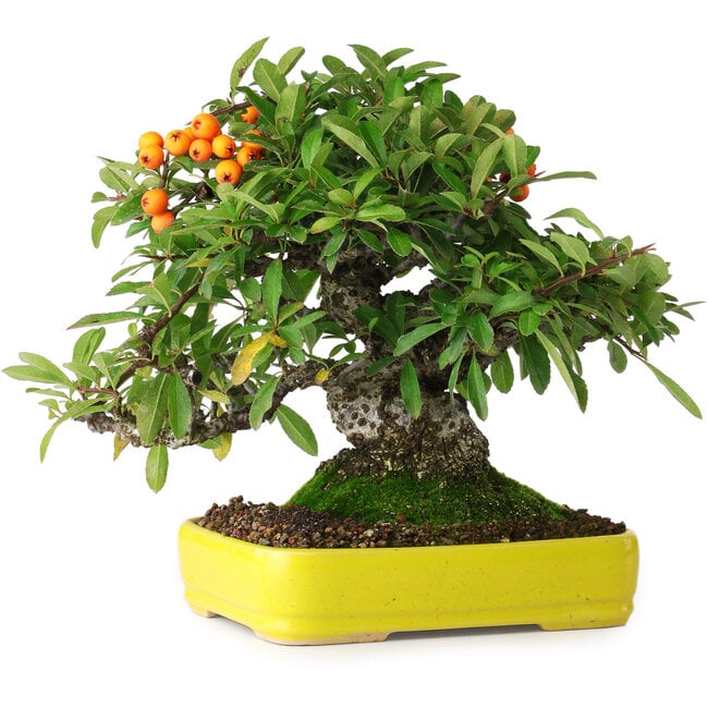 Pyracantha, 21 cm, ± 20 ans, photographiée aux couleurs d'automne (15 octobre)