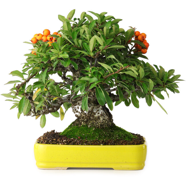 Pyracantha, 21 cm, ± 20 anni, fotografata nei colori autunnali (15 ottobre)