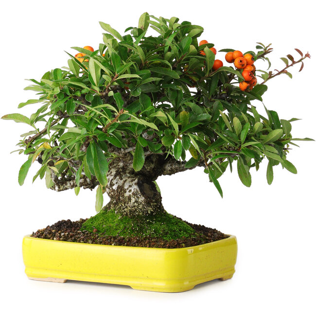 Pyracantha, 21 cm, ± 20 years old, photographed in autumn colours (October 15)