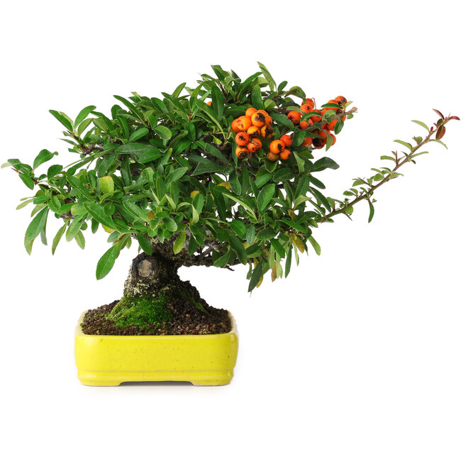 Pyracantha, 21 cm, ± 20 jaar oud, gefotografeerd in herfstkleuren (15 oktober)