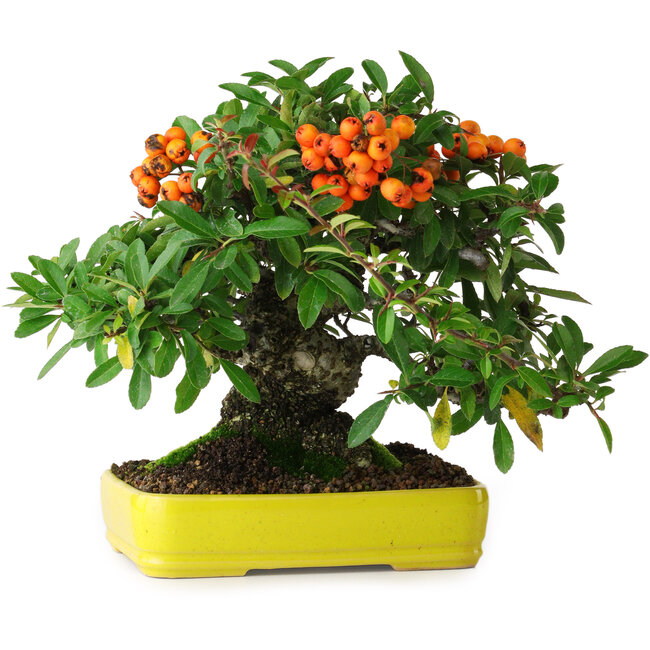 Pyracantha, 21 cm, ± 20 anni, fotografata nei colori autunnali (15 ottobre)