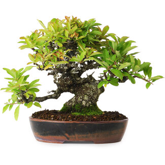 Pyracantha, 16,5 cm, ± 20 ans