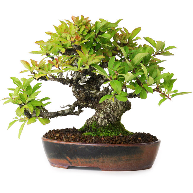 Pyracantha, 16,5 cm, ± 20 jaar oud, gefotografeerd in herfstkleuren (15 oktober)