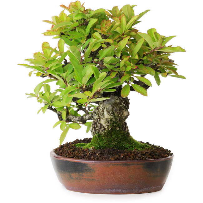 Pyracantha, 16,5 cm, ± 20 ans, photographiée aux couleurs d'automne (15 octobre)