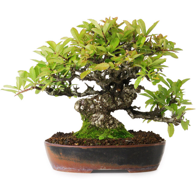 Pyracantha, 16,5 cm, ± 20 años, fotografiada con colores otoñales (15 de octubre)