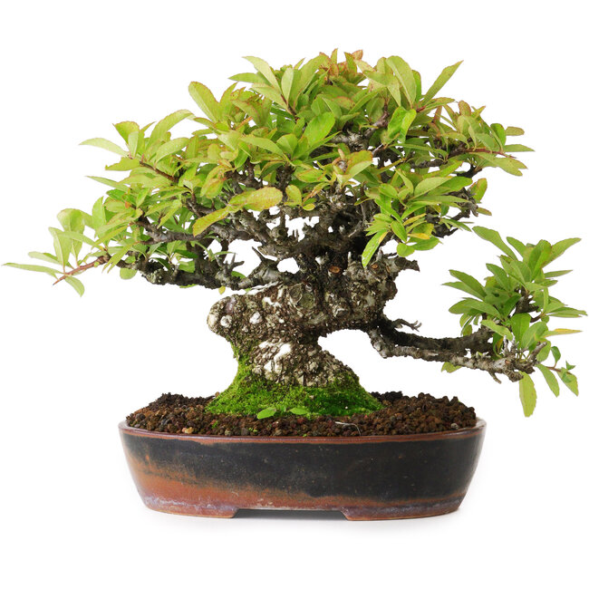 Pyracantha, 16,5 cm, ± 20 anni, fotografata nei colori autunnali (15 ottobre)