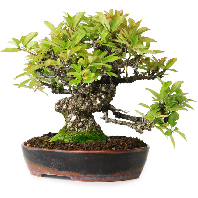 Pyracantha, 16,5 cm, ± 20 years old, photographed in autumn colours (October 15)