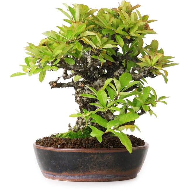 Pyracantha, 16,5 cm, ± 20 jaar oud, gefotografeerd in herfstkleuren (15 oktober)