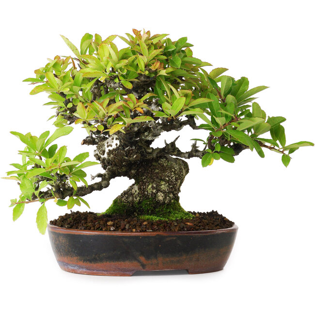 Pyracantha, 16,5 cm, ± 20 jaar oud, gefotografeerd in herfstkleuren (15 oktober)