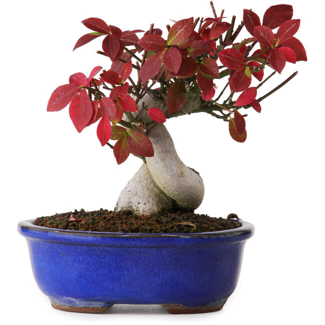 Euonymus alatus, 13 cm, ± 12 años, fotografiado con colores otoñales (15 de octubre)