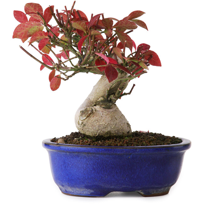 Euonymus alatus, 13 cm, ± 12 jaar oud, gefotografeerd in herfstkleuren (15 oktober)