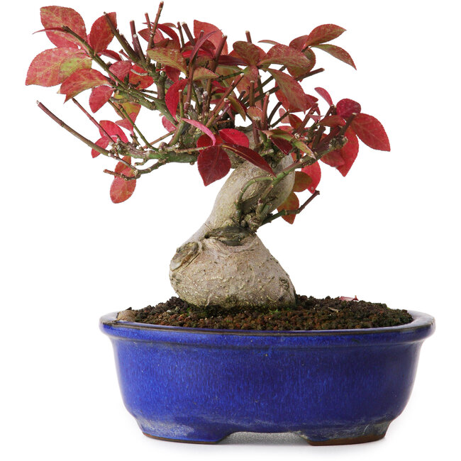 Euonymus alatus, 13 cm, ± 12 jaar oud, gefotografeerd in herfstkleuren (15 oktober)