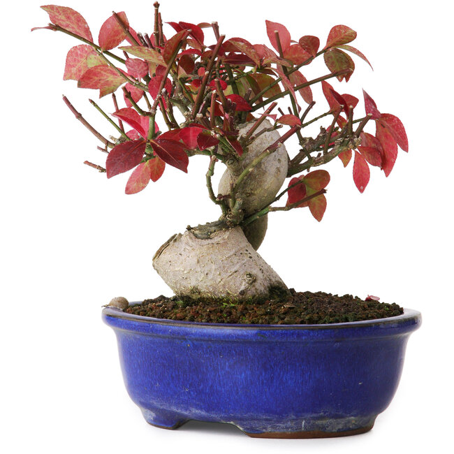 Euonymus alatus, 13 cm, ± 12 anni, fotografato nei colori autunnali (15 ottobre)