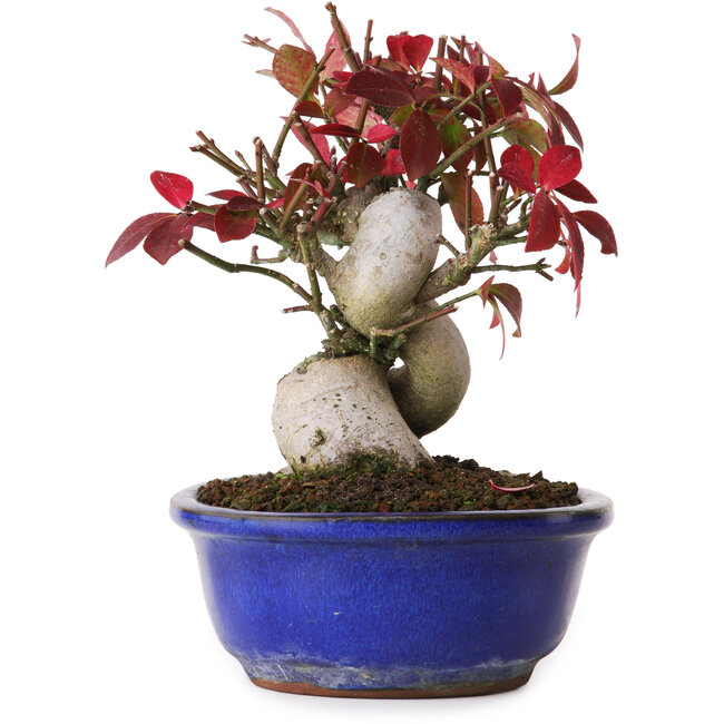 Euonymus alatus, 13 cm, ± 12 years old, photographed in autumn colours (October 15)