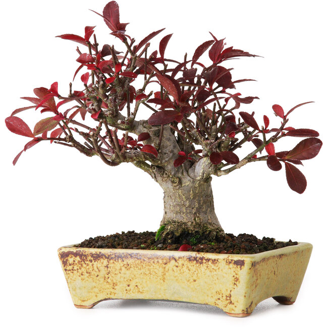 Euonymus alatus, 13 cm, ± 15 ans, photographié aux couleurs d'automne (15 octobre)