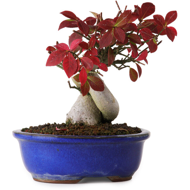 Euonymus alatus, 13 cm, ± 12 años, fotografiado con colores otoñales (15 de octubre)