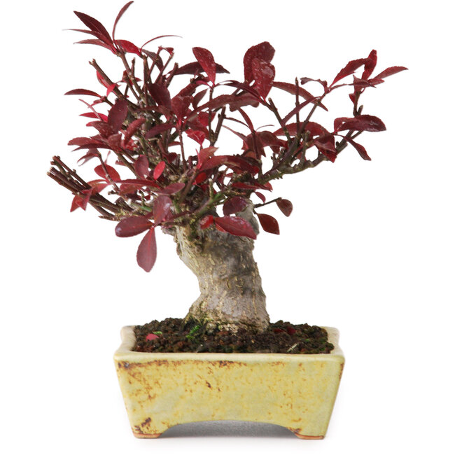 Euonymus alatus, 13 cm, ± 15 years old, photographed in autumn colours (October 15)