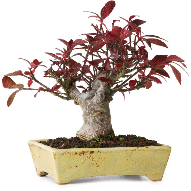 Euonymus alatus, 13 cm, ± 15 anni, fotografato nei colori autunnali (15 ottobre)