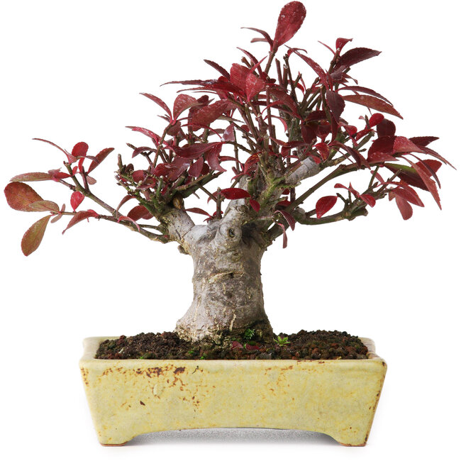 Euonymus alatus, 13 cm, ± 15 years old, photographed in autumn colours (October 15)