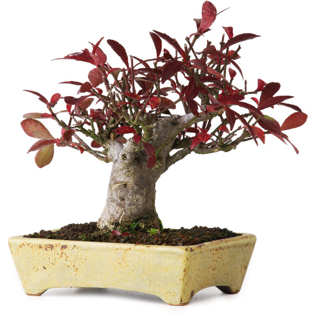 Euonymus alatus, 13 cm, ± 15 anni, fotografato nei colori autunnali (15 ottobre)